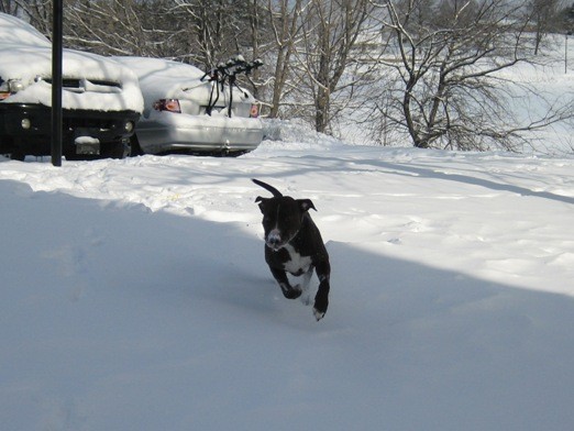 bows in the snow!