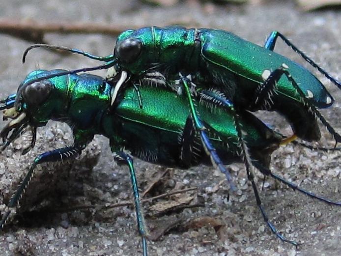 bug porn in the blue ridge mountains