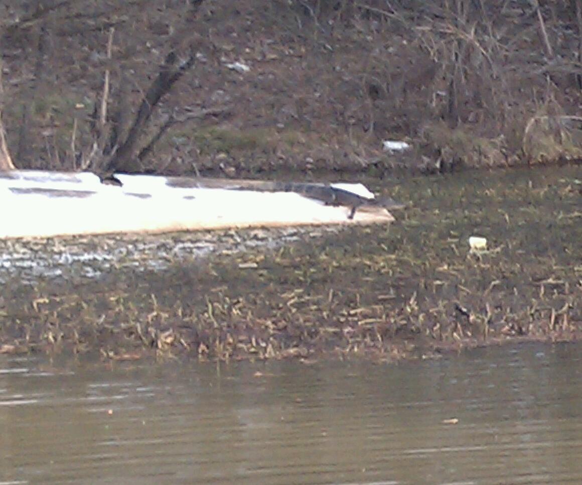 Alligator on an upside down boat