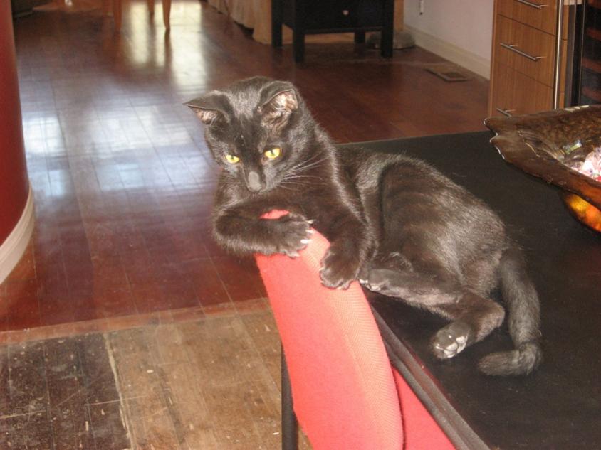 Toby Relaxing on Red Chair